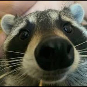 Meet your Posher, Jesus